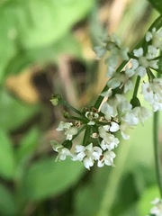 Oenantheae