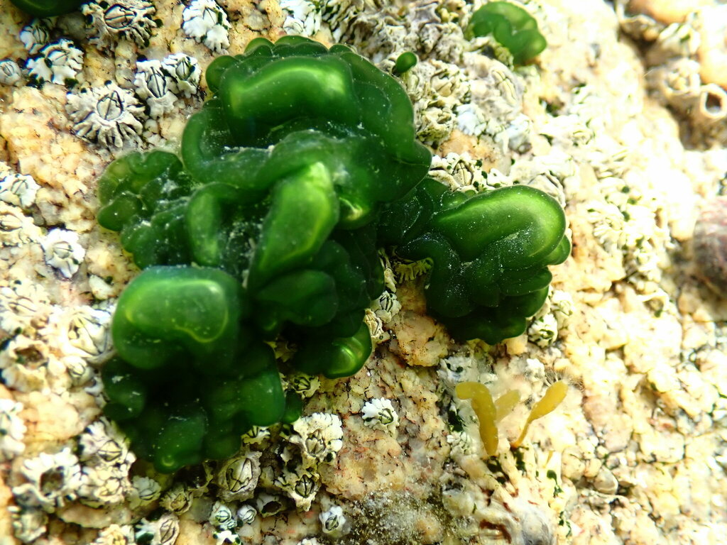 Rivularia