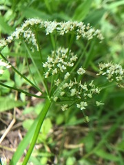 Oenantheae
