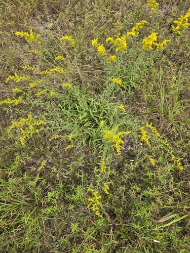 gray goldenrod (Solidago nemoralis)
