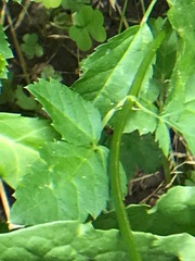 Oenantheae