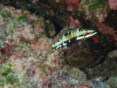 Cocos Wrasse photo 2