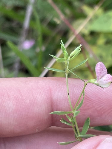 Carolina prairie trefoil (Acmispon helleri)