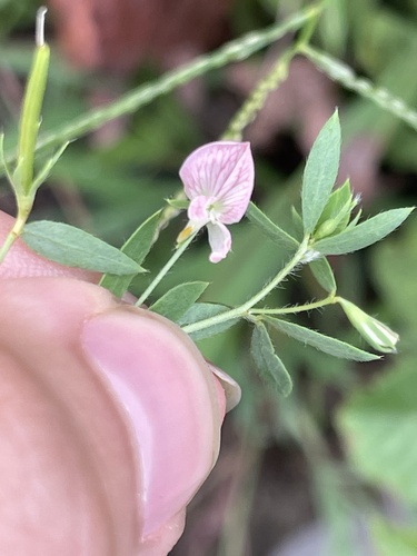 Image of Acmispon helleri by no rights reserved