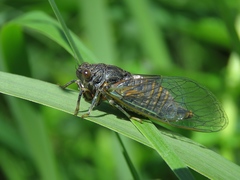 Cicadetta montana
