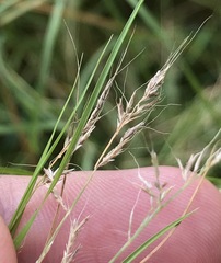 Muhlenbergia dumosa