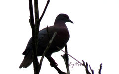 Patagioenas