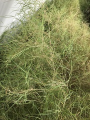 Muhlenbergia dumosa