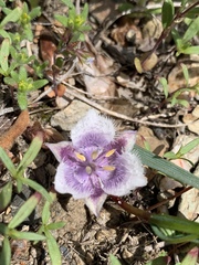 Calochortus coeruleus