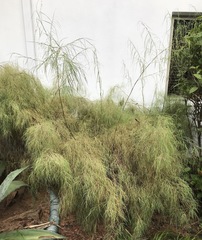 Muhlenbergia dumosa