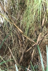 Muhlenbergia dumosa
