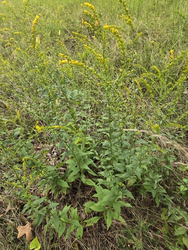 Image of Solidago ulmifolia by (c) Edie, some rights reserved (CC BY)
