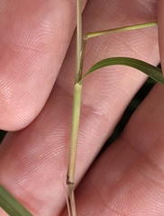 Muhlenbergia dumosa