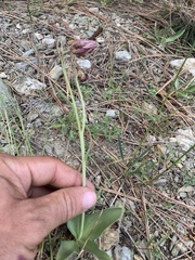 Fritillaria purdyi