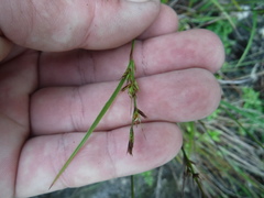 Cyperaceae