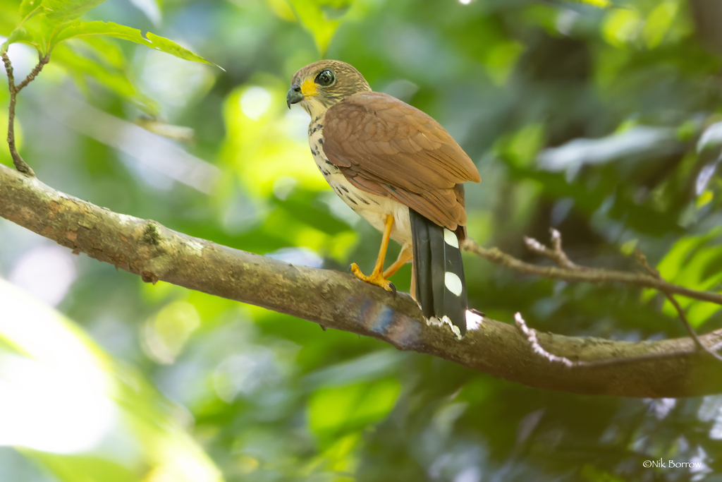 Spot-tailed Goshawk