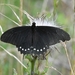 Papilio erostratus - Photo (c) Ignacio A. Rodríguez, alguns direitos reservados (CC BY-NC-ND), uploaded by Ignacio A. Rodríguez