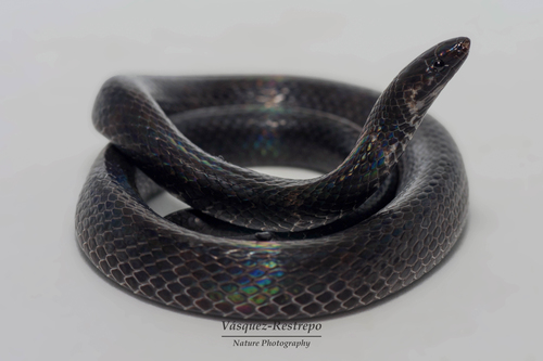 Dark Ground Snake