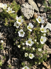 Pseudocherleria macrocarpa