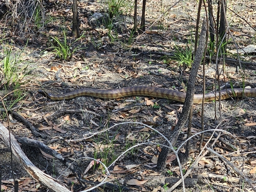 Black-headed Python sighting