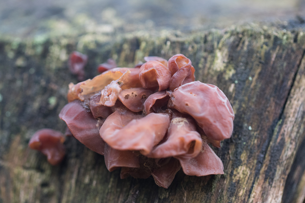 Auricularia fuscosuccinea · August 2024 · photo: © ftsautter (iNaturalist, cc0)