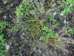 Cyperaceae