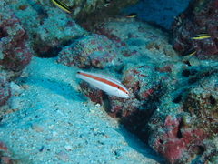 Red-Striped Wrasse photo 1