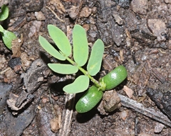 Acacia verniciflua