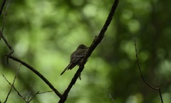 Empidonax virescens