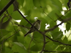 Empidonax virescens