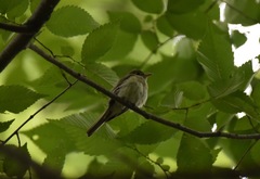 Empidonax virescens