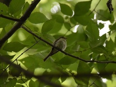Empidonax virescens