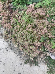 Polycarpon tetraphyllum tetraphyllum