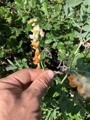 Lathyrus sulphureus