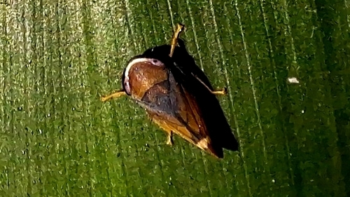 Microtartessus idyia observed 2024-08-21