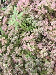 Polycarpon tetraphyllum tetraphyllum