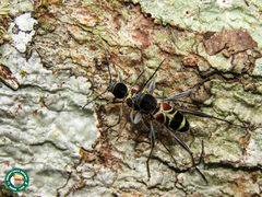 Cotyclytus magicus