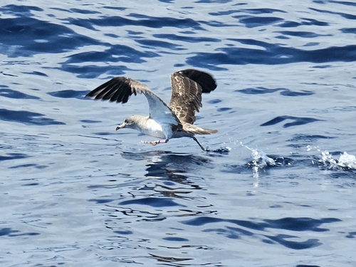 Pardela cenicienta mediterránea (Calonectris diomedea)