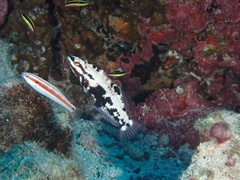 Cocos Wrasse photo 4