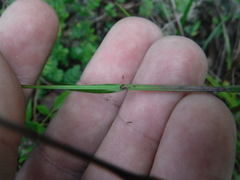 Cyperaceae