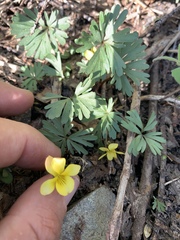 Viola sheltonii