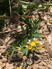 Hosackia pinnata
