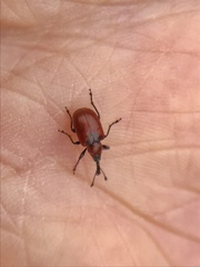 Merhynchites bicolor