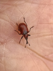 Merhynchites bicolor