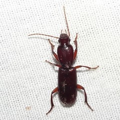 Stenomorphus