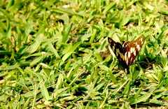 Baronia brevicornis brevicornis