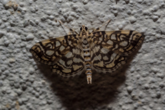Lygropia rivulalis