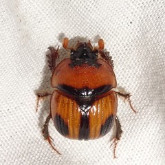 Bolbocerosoma biplagiatum