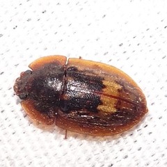 Lobiopa insularis