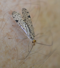 Panorpa nebulosa